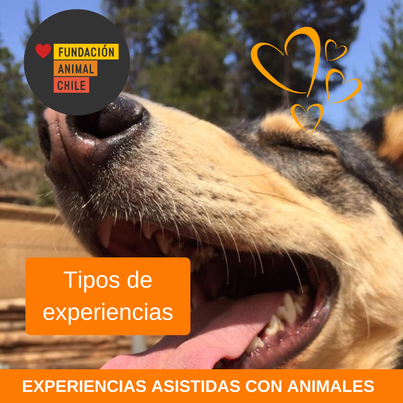 Tipos de experiencias